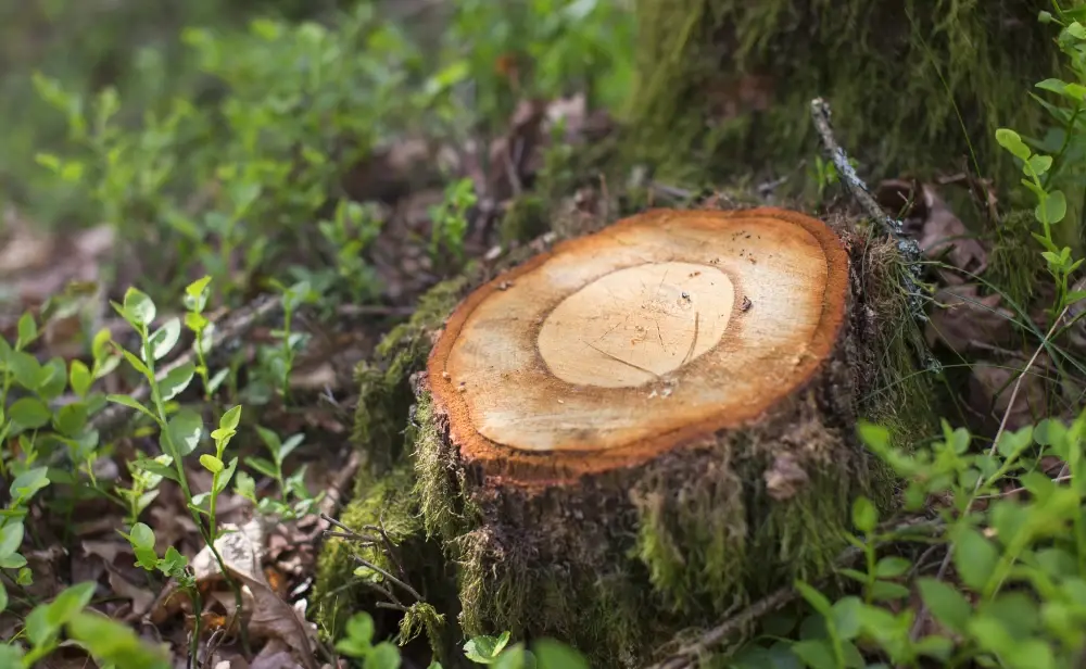 Read ten essential tips for safe Tree Removal by MT&S Tree Trimming Services in Lubbock, TX